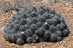 Copiapoa desertorum rubriflora PV2787 Taltal jizne GPS 88 Peru_Chile 2014_1971.jpg